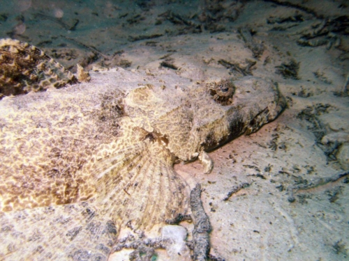 0040 malaysia borneo mabul 2012