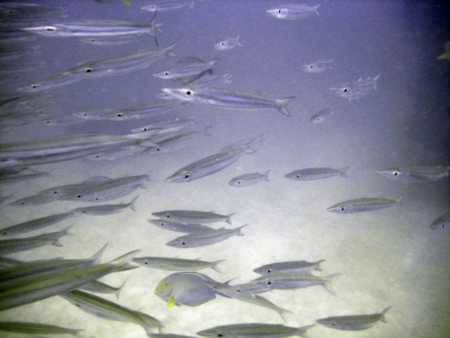 0051 malaysia borneo mabul 2012