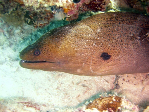 0056 malaysia borneo mabul 2012