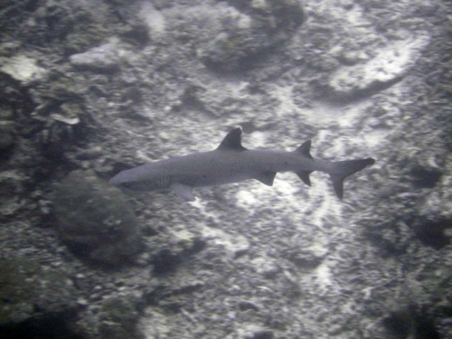 0102 malaysia borneo sipadan 2012