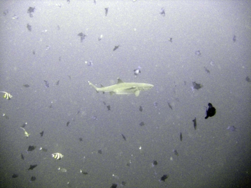 0103 malaysia borneo sipadan 2012