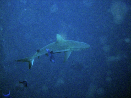 0104 malaysia borneo sipadan 2012