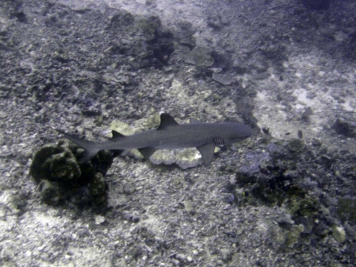 0109 malaysia borneo sipadan 2012