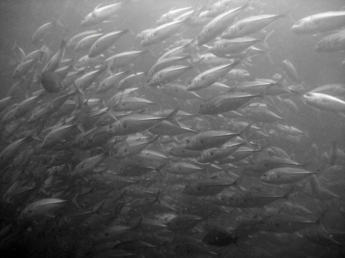 0132 malaysia borneo sipadan 2012