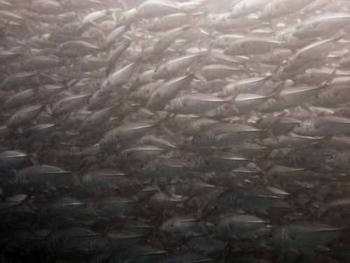 0133 malaysia borneo sipadan 2012