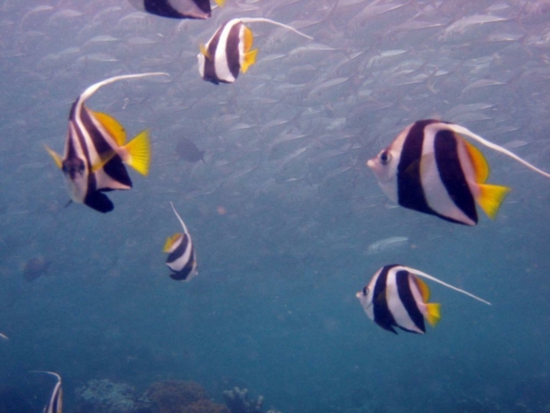 0136 malaysia borneo sipadan 2012