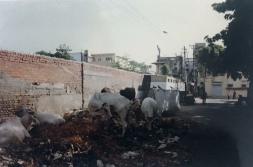 238 19910813 Delhi India