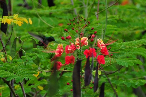 019 darien panama 2013