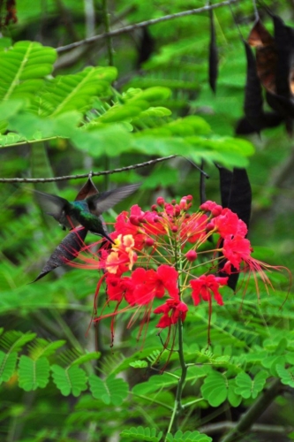 020 darien panama 2013