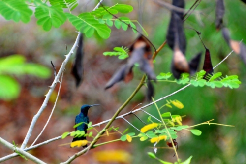 028 darien panama 2013