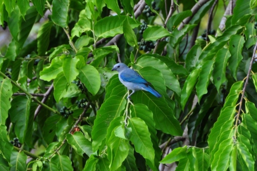 033 darien panama 2013