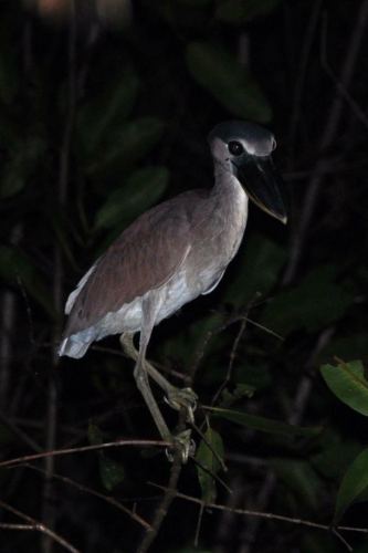 046 darien panama 2013