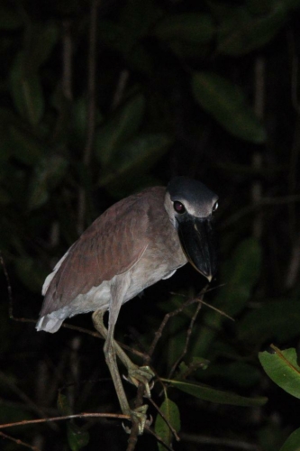 048 darien panama 2013