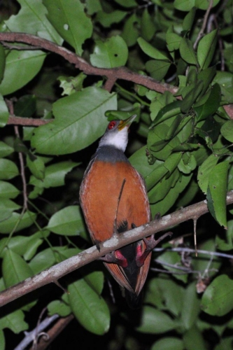 051 darien panama 2013