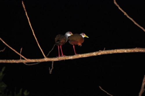 056 darien panama 2013