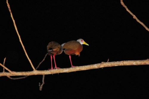 057 darien panama 2013