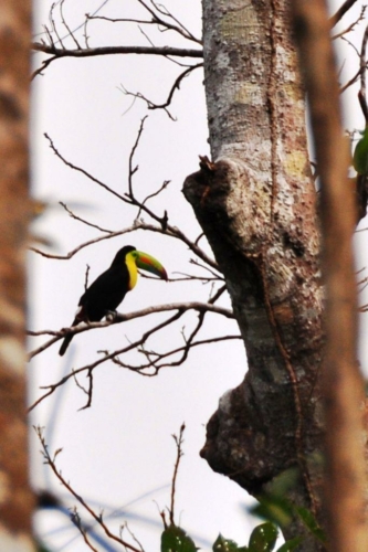 062 darien panama 2013