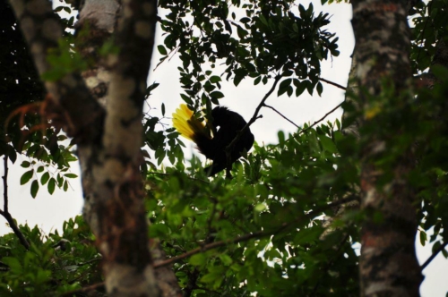 080 darien panama 2013