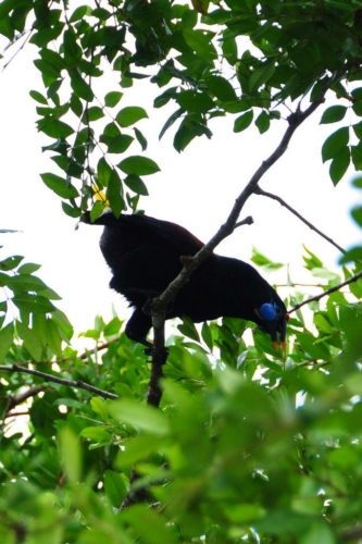 090 darien panama 2013