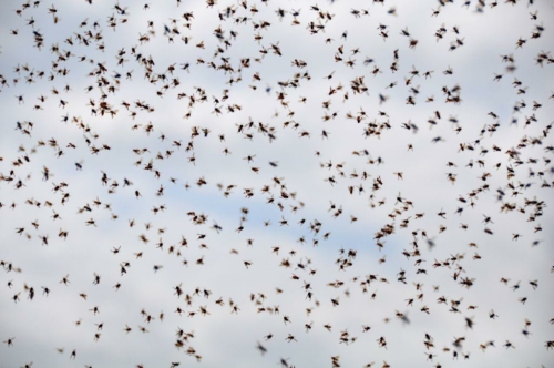 093 darien panama 2013