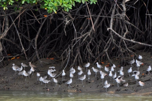 100 darien panama 2013