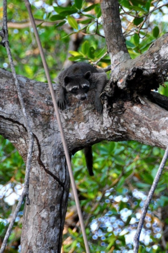 123 darien panama 2013