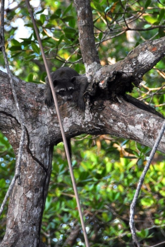 126 darien panama 2013