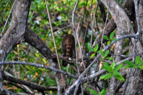 129 darien panama 2013