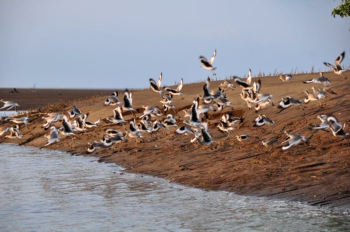 134 darien panama 2013