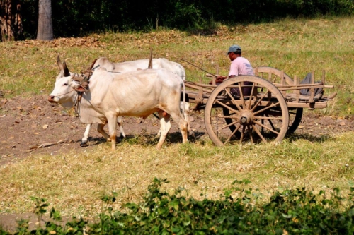 189 2014 birma mandalay