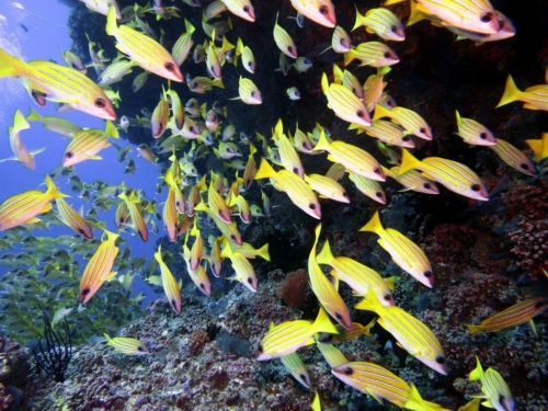 117 20160302 s ari (1)