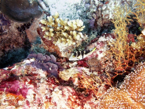 135 20160302 s ari (1)