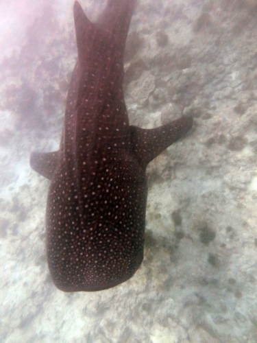 145 20160302 s ari (1)