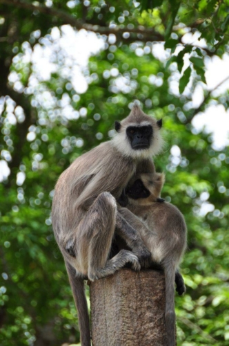 0056 20160309 anuradhapura