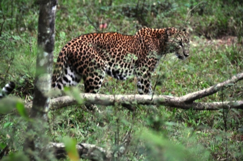 0086 20160310 wilpatu