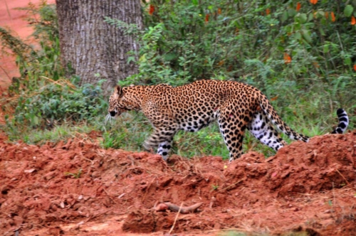 0093 20160310 wilpatu