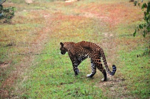 0105 20160310 wilpatu