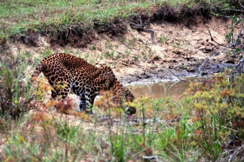 0110 20160310 wilpatu