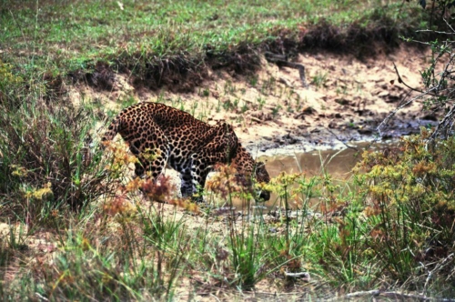 0111 20160310 wilpatu