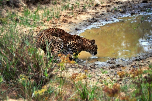 0116 20160310 wilpatu