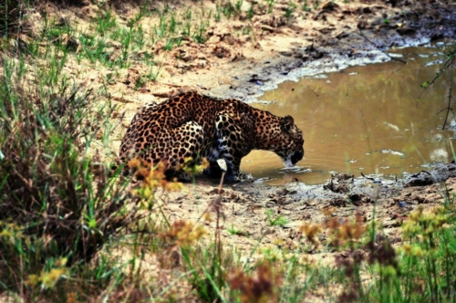 0118 20160310 wilpatu