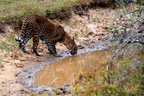 0132 20160310 wilpatu