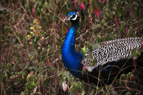 0133 20160310 wilpatu