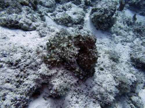 066 zanzibar mnembaatol 2016