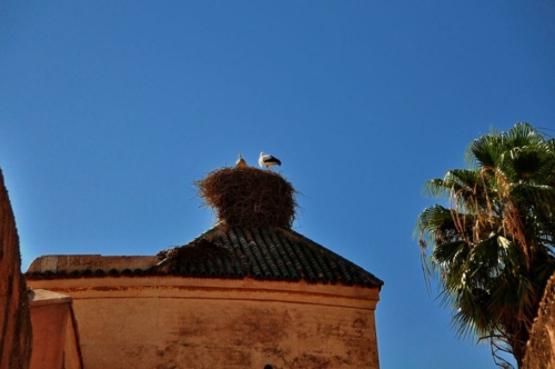 009 20170918 morocco marrakesh