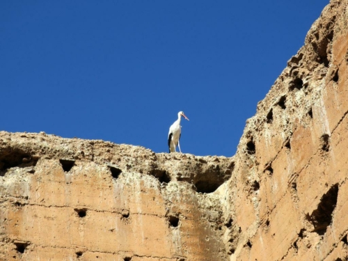 011 20170918 morocco marrakesh