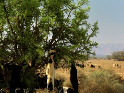 132 20170920 morocco tiout