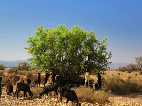 133 20170920 morocco tiout