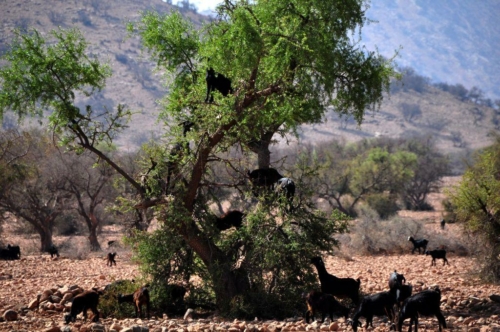 134 20170920 morocco tiout