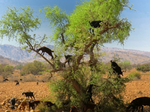 136 20170920 morocco tiout